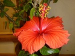 ハイビスカス２.jpg