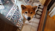 12415832_529614800550341_385477726_o